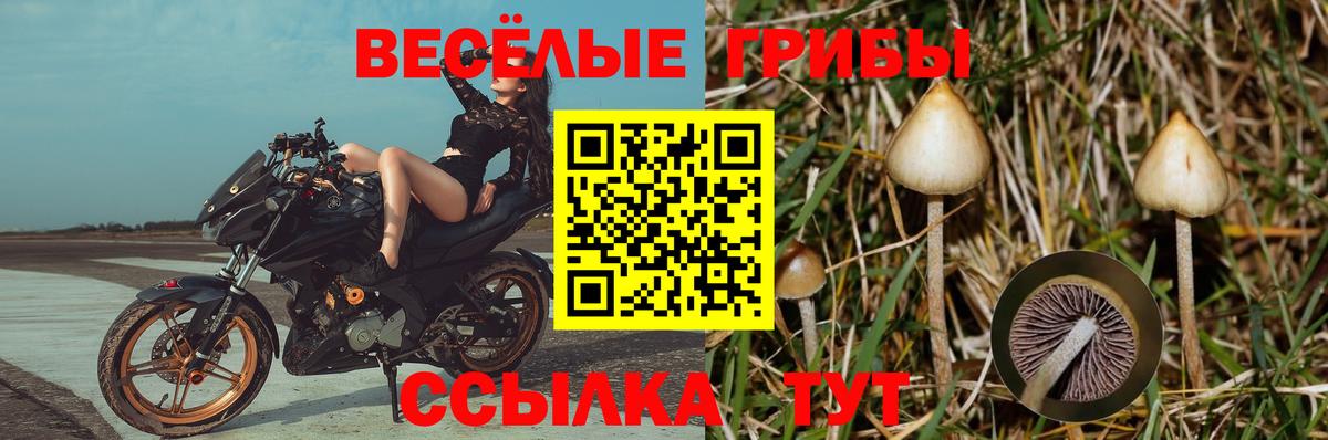 Галлюциногенные грибы ЛСД  Псилоцибиновые грибы прущие грибы  где можно купить наркотик  Славгород  Вход с VPN 